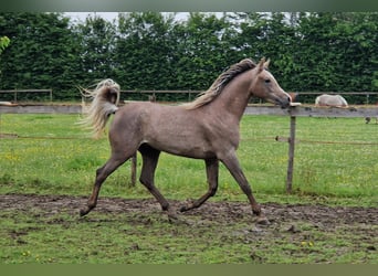 Egyptische Arabier, Hengst, 2 Jaar, 158 cm, Vliegenschimmel