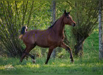 Egyptische Arabier, Hengst, 3 Jaar, 154 cm, Bruin