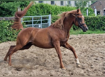 Egyptische Arabier, Hengst, 4 Jaar, 156 cm, Vos