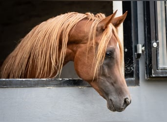 Egyptische Arabier, Hengst, 4 Jaar, 156 cm, Vos