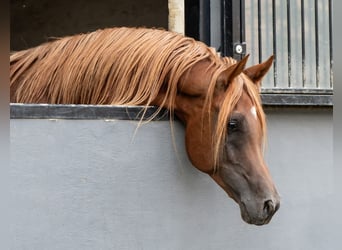 Egyptische Arabier, Hengst, 4 Jaar, 156 cm, Vos