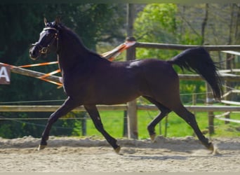 Egyptische Arabier, Hengst, 6 Jaar, 152 cm, Zwart