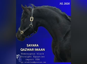 Egyptische Arabier, Hengst, 4 Jaar, 155 cm, Rabicano