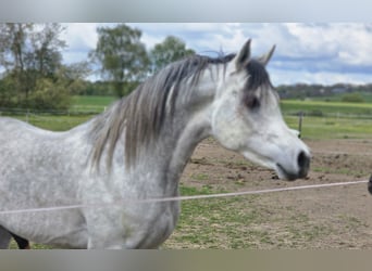 Egyptische Arabier, Hengst, 6 Jaar, 150 cm, Schimmel