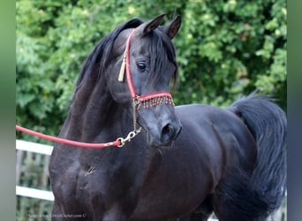 Egyptische Arabier, Hengst, 21 Jaar, 154 cm, Zwart