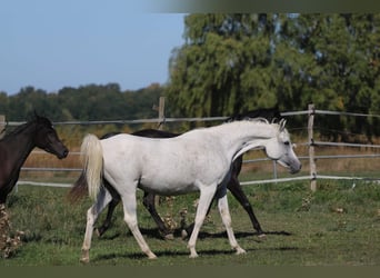 Egyptische Arabier, Merrie, 11 Jaar, 153 cm, Vliegenschimmel