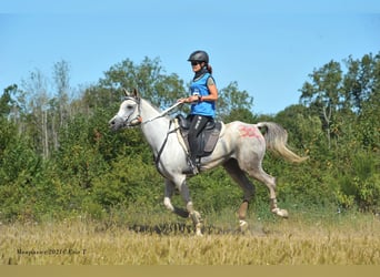 Egyptische Arabier, Merrie, 11 Jaar, 154 cm, Vliegenschimmel