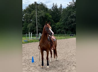 Egyptische Arabier, Merrie, 13 Jaar, 146 cm, Vos
