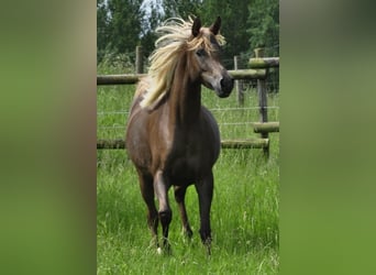Egyptische Arabier, Merrie, 13 Jaar, 152 cm, Donkere-vos