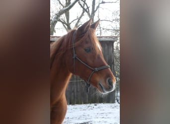 Egyptische Arabier, Merrie, 13 Jaar, 155 cm, Vos