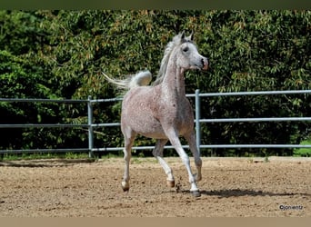 Egyptische Arabier, Merrie, 13 Jaar, 157 cm, Vliegenschimmel