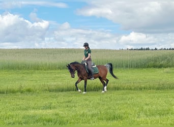 Egyptische Arabier, Merrie, 14 Jaar, 150 cm, Donkerbruin