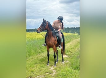 Egyptische Arabier, Merrie, 16 Jaar, 153 cm, Bruin