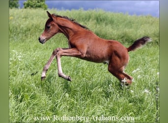 Egyptische Arabier, Merrie, 1 Jaar, 153 cm, Bruin