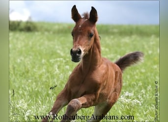 Egyptische Arabier, Merrie, 1 Jaar, 153 cm, Bruin