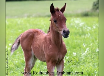 Egyptische Arabier, Merrie, 1 Jaar, 153 cm, Bruin