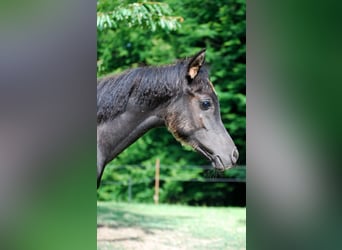 Egyptische Arabier, Merrie, 1 Jaar, 154 cm, Zwart