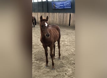 Egyptische Arabier, Merrie, 1 Jaar, 155 cm, Vos