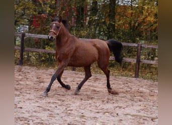 Egyptische Arabier, Merrie, 1 Jaar, 155 cm, Vos