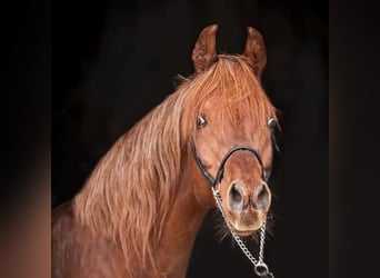 Egyptische Arabier, Merrie, 1 Jaar, 155 cm, Vos