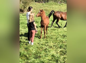Egyptische Arabier, Merrie, 1 Jaar, 155 cm, Vos