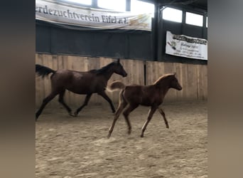 Egyptische Arabier, Merrie, 1 Jaar, 155 cm, Vos