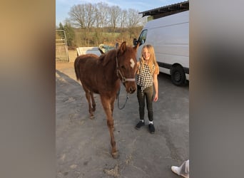 Egyptische Arabier, Merrie, 1 Jaar, 155 cm, Vos