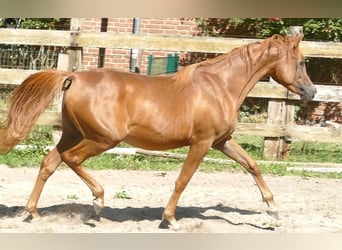 Egyptische Arabier, Merrie, 2 Jaar, Vos