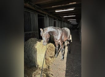Egyptische Arabier, Merrie, 3 Jaar, 150 cm, Zwart