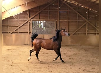 Egyptische Arabier, Merrie, 3 Jaar, Bruin