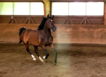 Egyptische Arabier, Merrie, 3 Jaar, Bruin
