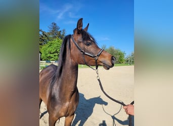 Egyptische Arabier, Merrie, 3 Jaar, Bruin