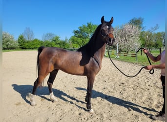 Egyptische Arabier, Merrie, 3 Jaar, Bruin