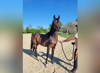 Egyptische Arabier, Merrie, 3 Jaar, Bruin