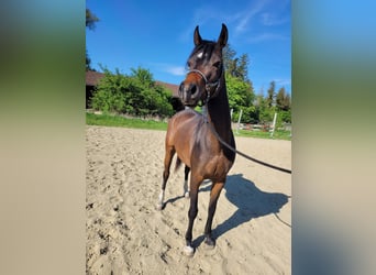 Egyptische Arabier, Merrie, 3 Jaar, Bruin