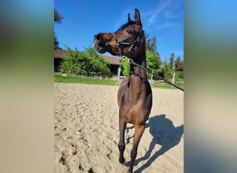 Egyptische Arabier, Merrie, 3 Jaar, Bruin