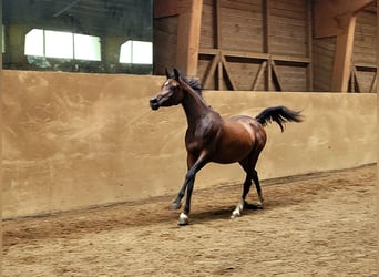 Egyptische Arabier, Merrie, 3 Jaar, Bruin