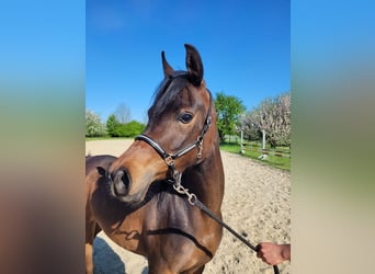 Egyptische Arabier, Merrie, 3 Jaar, Bruin