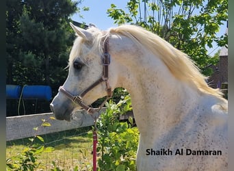Egyptische Arabier, Merrie, 4 Jaar, 150 cm, Vliegenschimmel