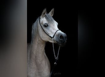 Egyptische Arabier, Merrie, 5 Jaar, 152 cm, Schimmel