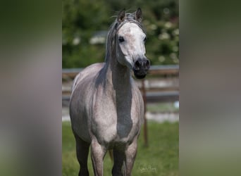 Egyptische Arabier, Merrie, 6 Jaar, 152 cm, Schimmel