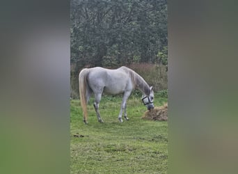 Egyptische Arabier, Merrie, 6 Jaar, Schimmel