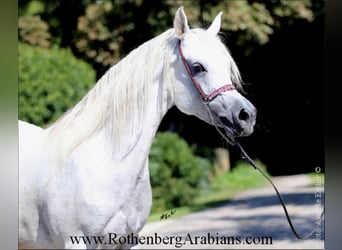 Egyptische Arabier, Merrie, 7 Jaar, 152 cm, Schimmel