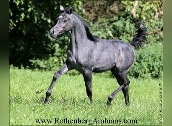 Egyptische Arabier, Merrie, 7 Jaar, 152 cm, Schimmel