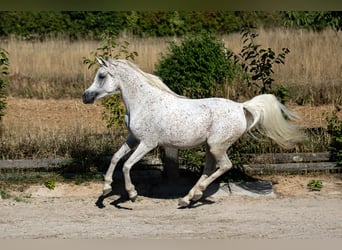 Egyptische Arabier, Merrie, 7 Jaar, 154 cm, Vliegenschimmel