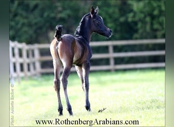 Egyptische Arabier, Merrie, veulen (04/2024), 154 cm, Zwartbruin