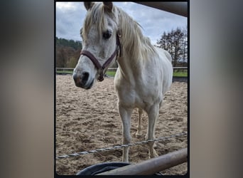 Egyptische Arabier, Ruin, 11 Jaar, Schimmel