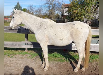 Egyptische Arabier, Ruin, 25 Jaar