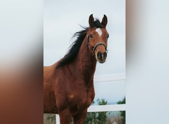 Egyptische Arabier, Ruin, 6 Jaar, 153 cm, Bruin