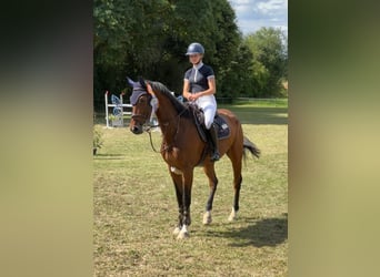 Einsiedler, Castrone, 10 Anni, 168 cm, Baio
